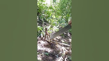 Trap making, Bird trap, wild chicken trap, animal trap, how to, #shortvideo