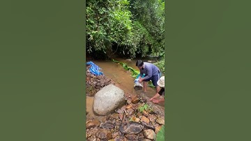 Đắp suối bắt cá ✓ cải thiện bữa cơm trưa ở đồi/ MN đăng ký kênh để theo dõi video tiếp theo ạ