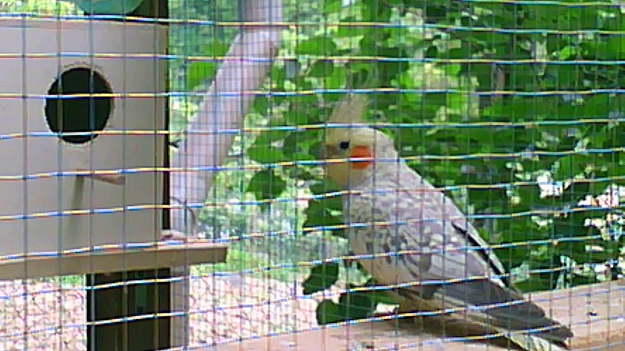 Voliera con cocorite e calopsiti