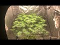 Capjunky x cherry bomb x Maui waui (quick indoor tour / flip day)