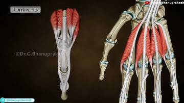 Deep muscles of Hand: Anatomy (Animation): USMLE STEP 1