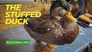 Waterfowl Taxidermy. Mounting a Hybrid Mallard/Black Duck