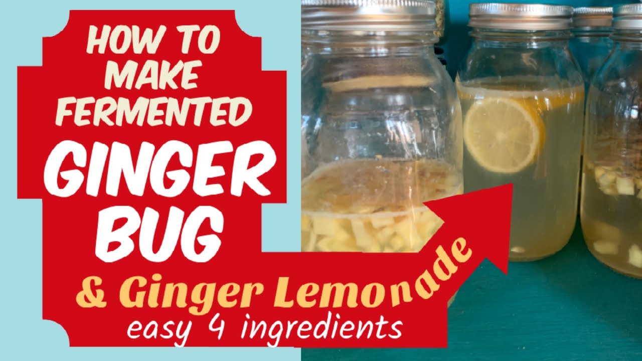 How to Make Fermented Ginger Bug and Ginger Lemonade Soda YouTube