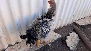 Galinhas Frisadas É Uma Raça?