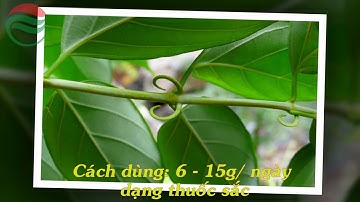 Tổng quan về cây Câu đằng