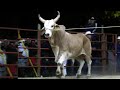 TOROS QUE DAN MIEDO ||| RENACIEMINTO CHINO MORALES EL JARDIN EN SAN MIGUEL AYOTLA 2022