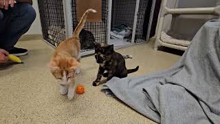 Shelter Kittens Have TACO TIME! [REAL]