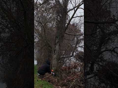 ITALIAN LUMBERJACK TEST