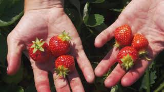 How To Pick Strawberries!