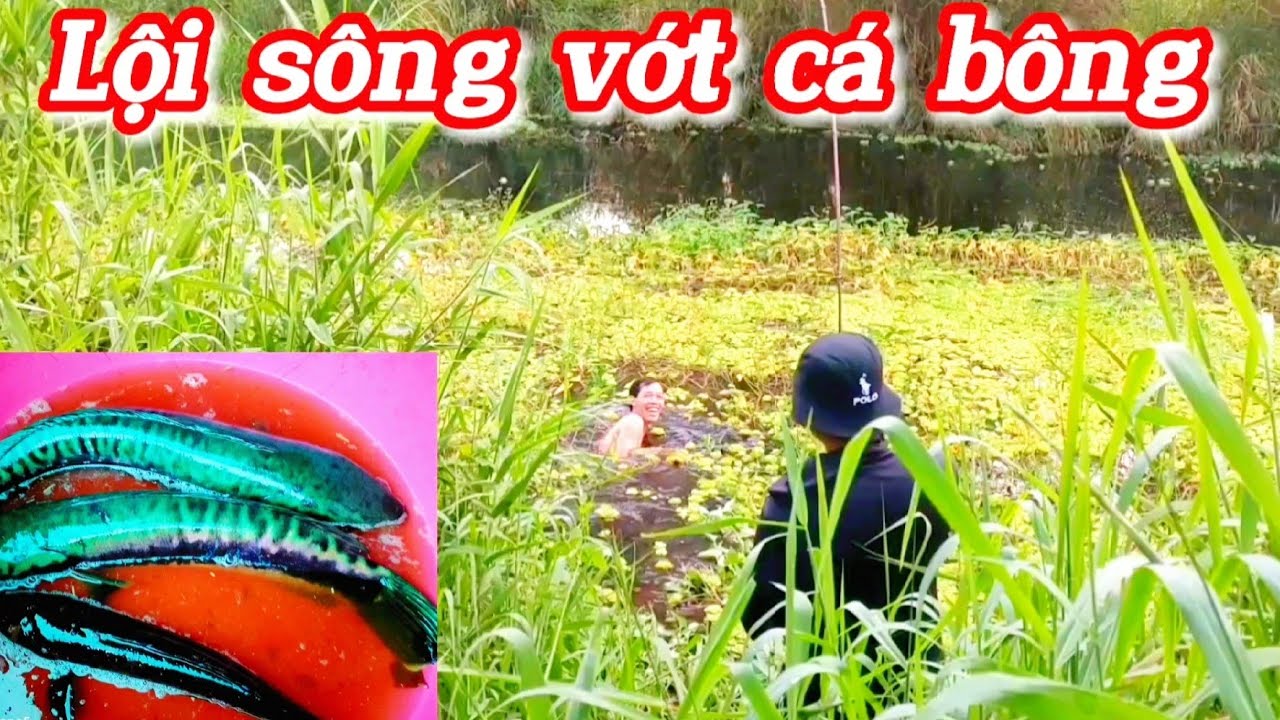 Câu cá lóc bông rừng U Minh/Tiếp tục hành trình săn cá lóc bông ( tập 39)