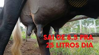 Aumentei 8 pra 25 litros de leite por vaca dia.