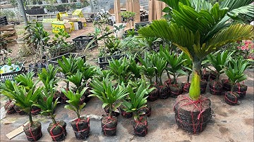 Cau Lùn F1 cây giống chuẩn xịn chọn 1000 cây mới được 100 cây có tiền chưa chắc mua được giống tốt