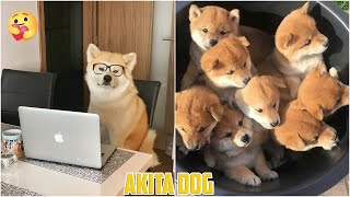 Akita dog   Funny and Cute Akita Videos 2020 #1