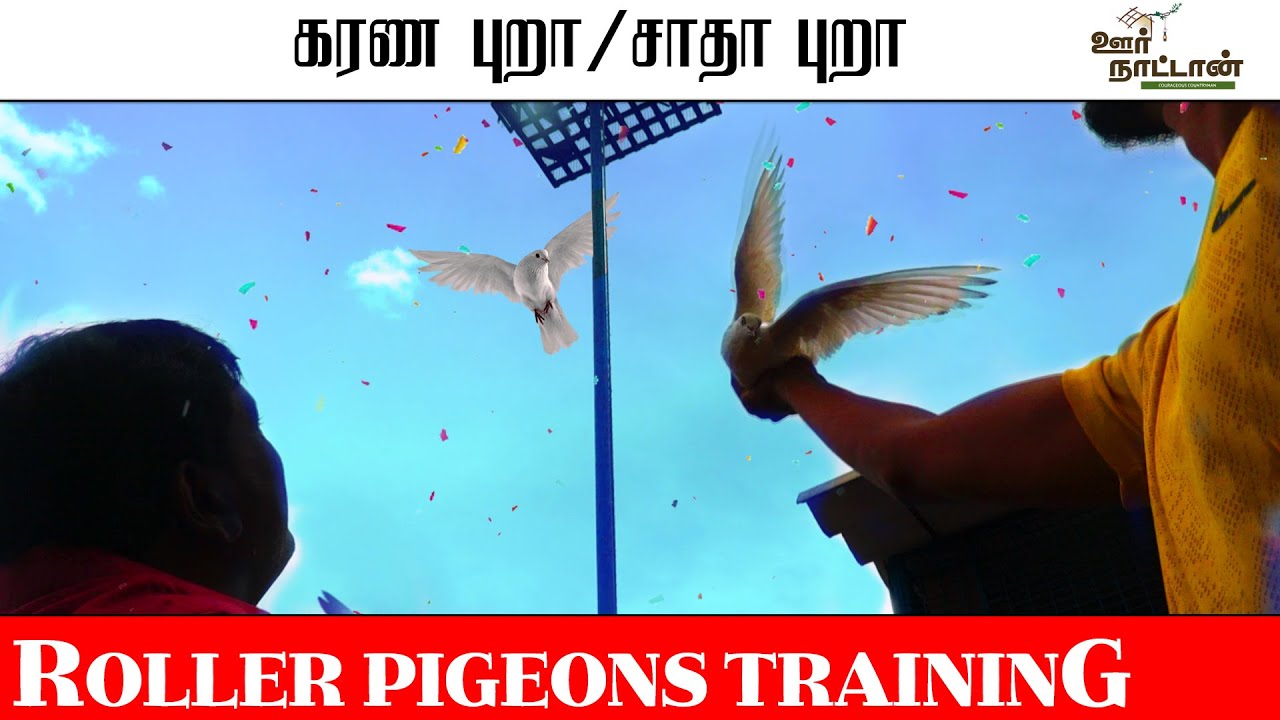 சாதா  புறா/ கரண புறா வளர்ப்பு முறை  | Racing Pigeon Breeding/Training |Oor Naattan