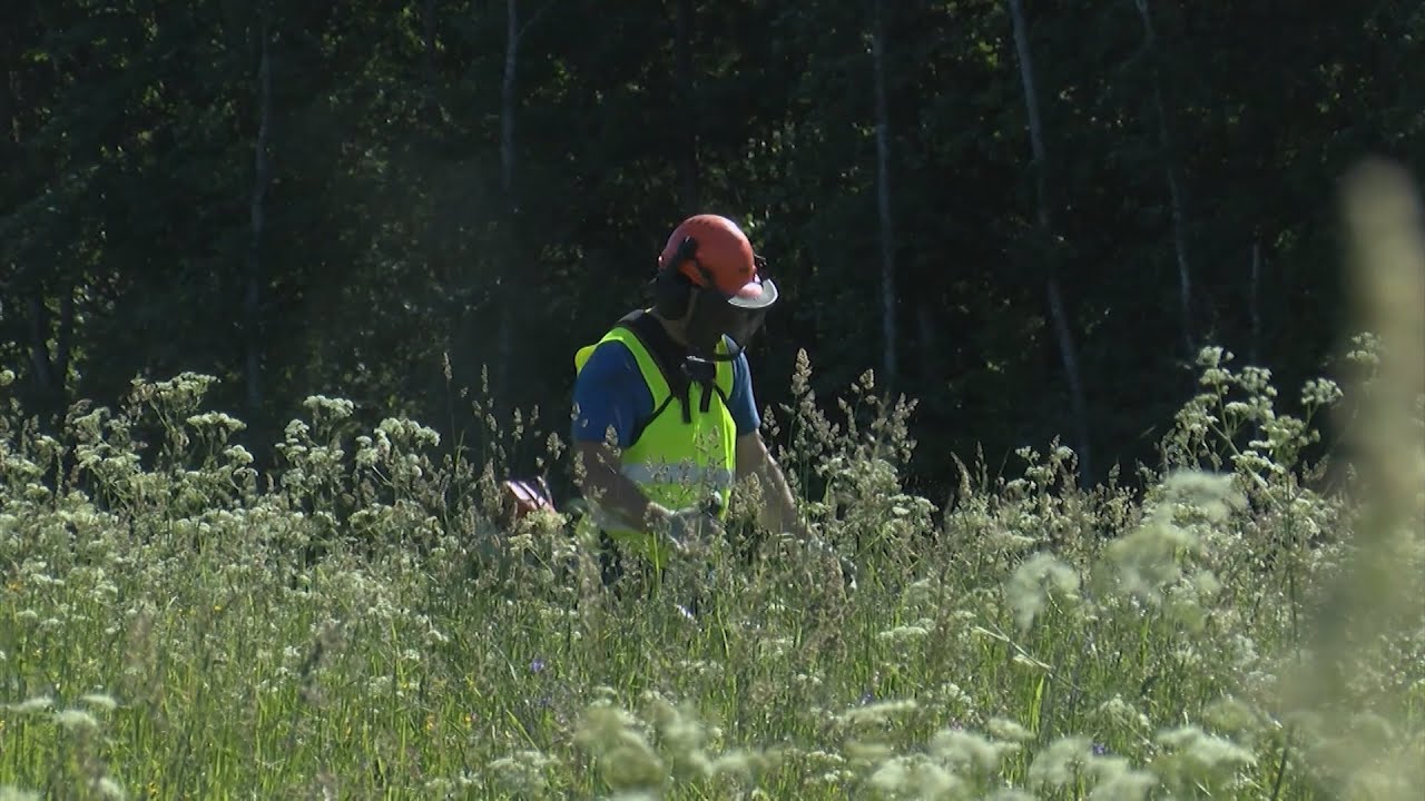 Viens no svarīgākajiem darbiem mežā – jaunaudžu agrotehniskā kopšana