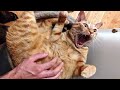 Приколы с животными 😼🐶 Смешные коты Приколы с котами Смешные животные Собаки 161