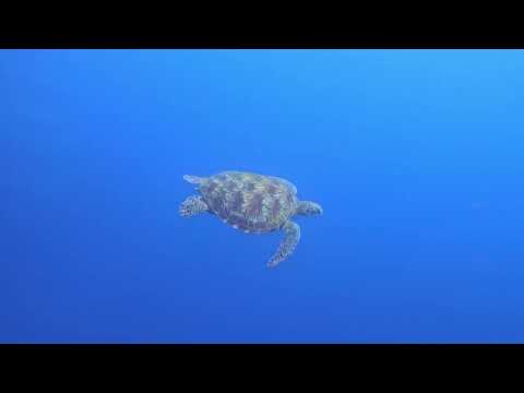 1 July 2023 , 1st dive, Cela-Cela, Wall dive, Panorama Dive Resort, Bunaken