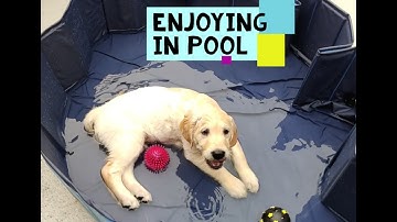 Puppy Playing in Pool for the First Time