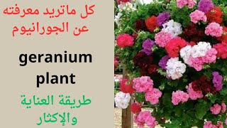 نبات الجورانيوم/geranium plant Geranium/نبات الخبيزه/الجورانيا/طريقة العناية والإكثار