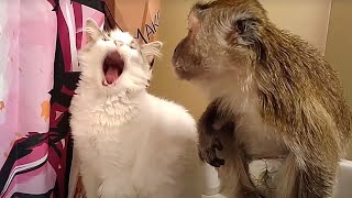 Funny Monkey Makes Fun Of A Cat