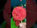 Watermelon 🍉 Cutting #shotrs #trending #fruitcutting #fresh #tasty #shortsfeed #viralvideo #viral