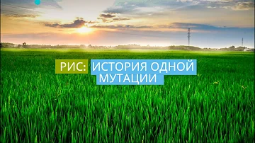 Как Появился РИС. История одной мутации