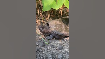 Catching A Snapping Turtle With My Bare Hands | #shorts