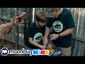 Dinosaurs & Egg Hunt! Giant Dinosaur Nerf Battle - T-Rex Kids Show @Moonbug Kids - Superheroes