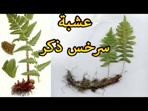 تعرف على عشبة سرخس ذكر باللهجة الجزائرية والامازيغية و منافعها واضرارها وطرق استعمالها