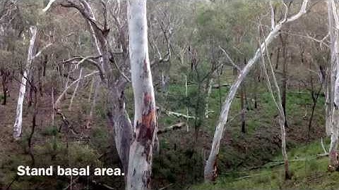 Measuring Black Mt with Relascope