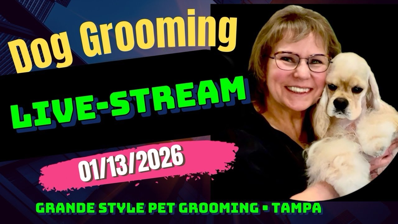 Dog Grooming Livestream. Dog haircuts, dog bathing, nail clipping. Dog Grooming Tampa. Pet Grooming.