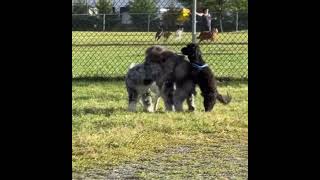 My son’s Joel black #Maltipoo Shadow at the end of the conga line