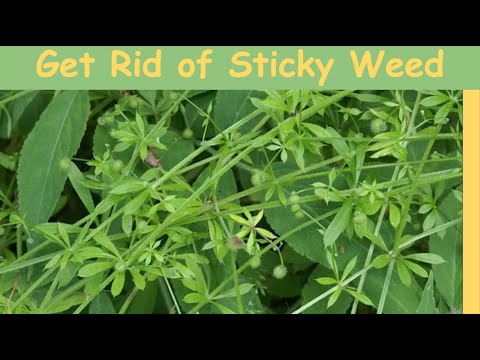 Getting rid of Cleavers or "sticky weed