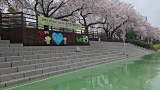 3~2 부산 동래 온천천 도보탐방 (온천천 수관교~ 안락교(다리) 까지) 24. 4. 3