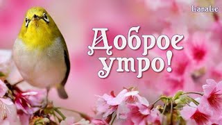 Добра и мира и тепла!/С добрым утром!/Апрельский привет