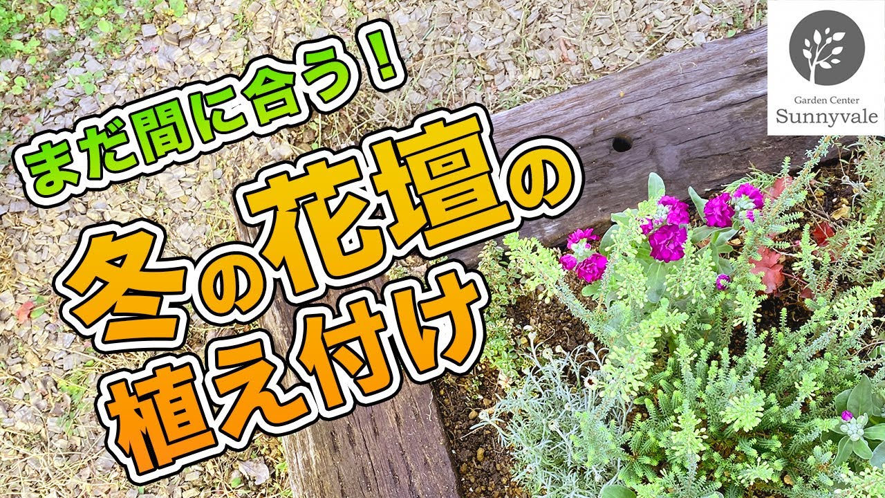 おしゃれな花壇 まだ間に合う 冬の花壇の植え付け 14 Youtube