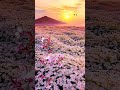 غروب شروق ورود ازهار حياة النبي ﷺ