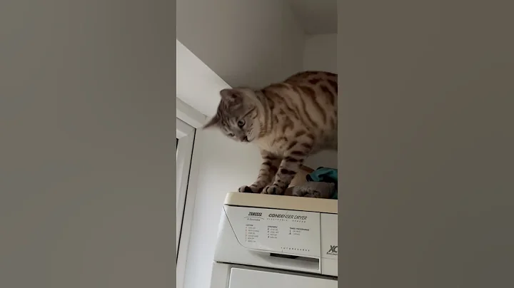 Video 6785071: bengal tiger cat, bengal cats catlover, bengal kitty cat, white bengal tiger, white silver bengal cat