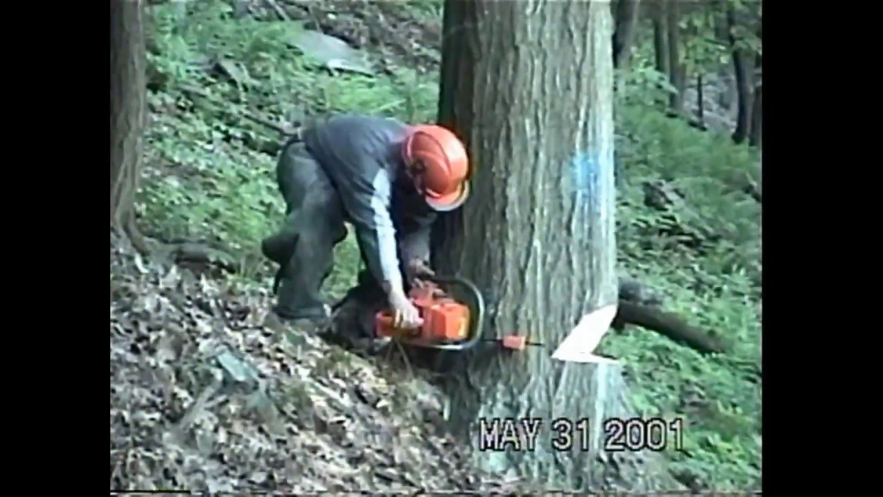Felling Red Oak Trees Upstate New York - YouTube