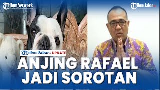 ANJING GOLDEN RETRIEVER RAFAEL ALUN JADI SOROTAN, Tak Hanya Rumah Megah dan Mobil Mewah