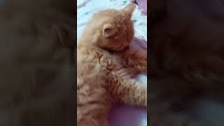 funny cats #155 #cats #cute #pets #meow #instacat #catlover #kittensofinstagram #animaloveras