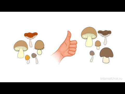 Понятие числа. Часть 2. Дроби. Рациональные числа Понятие числа. Часть 2. Дроби. Рациональные числа