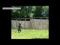 Of 2yearold playing fetch with dog through fence goes viral