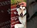 cachorrinho perdeu seu melhor amigo 🐕😭😱