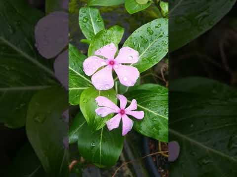 Video: Paano Mapalago Ang Maraming Catharanthus Mula Sa Mga Binhi