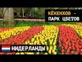 Кёкенхов - королевский парк цветов  Тюльпаны и Нидерланды