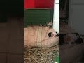 1 Day Old Guinea Pig Pups Exploring their Surroundings