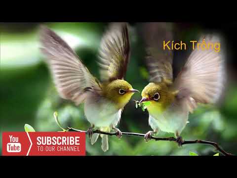 Video Khuyên mái già kích trống hót líu cực căng hiệu quả |... - youtube