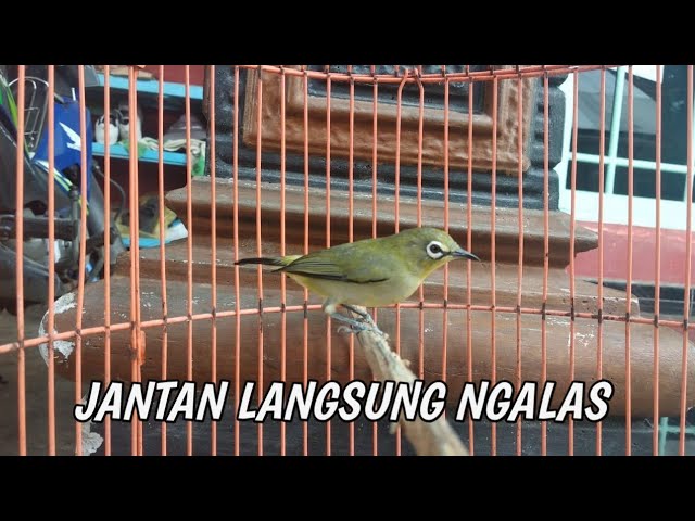 pleci betina bikin jantan ngamuk class=