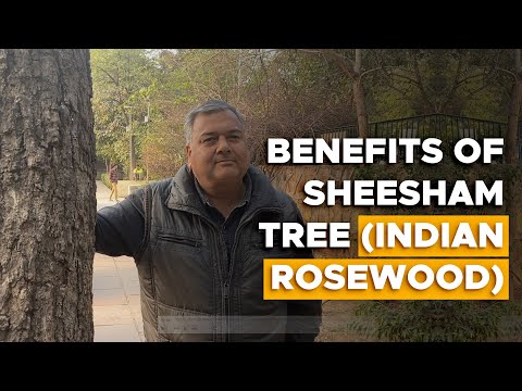 Video: Indische palissanderverzorging: informatie over het kweken van een Indiase palissanderboom